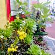 店舗植栽 001